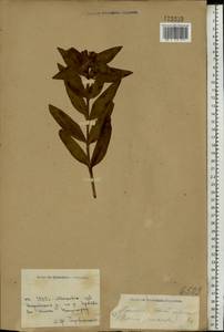 Горечавка крестовидная L., Восточная Европа, Московская область и Москва (E4a) (Россия)