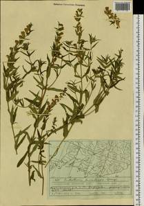 Шлемник байкальский Georgi, Сибирь, Дальний Восток (S6) (Россия)