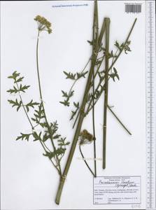 Xanthoselinum alsaticum subsp. venetum (Spreng.) Reduron, Charpin & Pimenov, Западная Европа (EUR) (Италия)