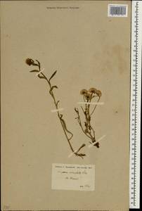 Erigeron acris subsp. acris, Зарубежная Азия (ASIA) (Иран)