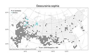 Descurainia sophia, Дескурения Софии (L.) Webb ex Prantl, Атлас флоры России (FLORUS) (Россия)