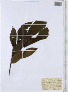 Magnoliopsida, Африка (AFR) (Эфиопия)