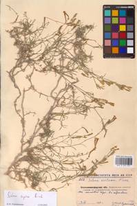 Смолевка приземистая M.Bieb., Восточная Европа, Северо-Украинский район (E11) (Украина)