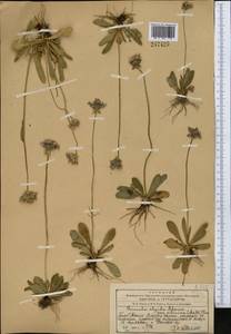 Первоцвет холодный Adams, Средняя Азия и Казахстан, Западный Тянь-Шань и Каратау (M3) (Казахстан)