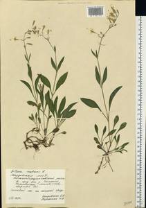 Смолевка поникшая L., Восточная Европа, Средневолжский район (E8) (Россия)