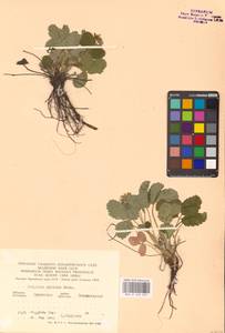 Земляника зеленая, Полуница Duchesne, Восточная Европа, Центральный лесостепной район (E6) (Россия)