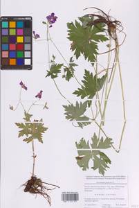 Герань болотная L., Восточная Европа, Московская область и Москва (E4a) (Россия)
