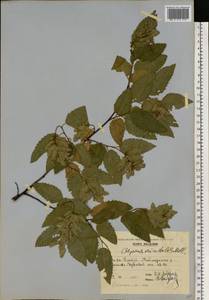 Граб восточный, Грабинник Mill., Восточная Европа, Молдавия (E13a) (Молдавия)