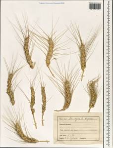 Пшеница летняя, Пшеница обыкновенная L., Зарубежная Азия (ASIA) (Индия)