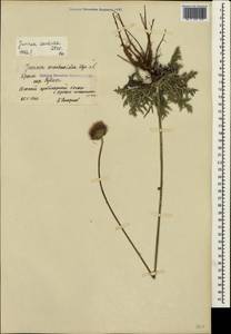 Наголоватка Ледебура Bunge, Крым (KRYM) (Россия)