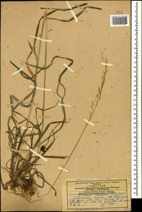 Костер Бенекена (Lange) Trimen, Кавказ, Армения (K5) (Армения)