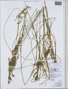 Anthoxanthum glabrum (Trin.) Veldkamp, Сибирь, Чукотка и Камчатка (S7) (Россия)