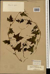 Переступень щетинистый Stev., Кавказ (без точных местонахождений) (K0)