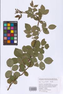 Шиповник щитконосный, Роза щитконосная Borkh., Восточная Европа, Нижневолжский район (E9) (Россия)