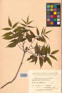 Бархат амурский Rupr., Сибирь, Дальний Восток (S6) (Россия)