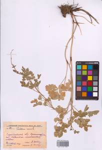 Bасилисник малый L., Восточная Европа, Нижневолжский район (E9) (Россия)