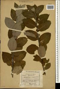 Salix apoda × caprea, Кавказ, Грузия (K4) (Грузия)
