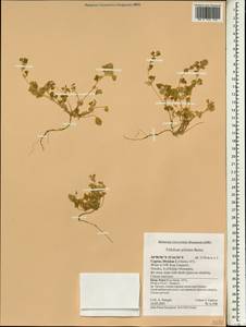 Trifolium pilulare Boiss., Зарубежная Азия (ASIA) (Кипр)