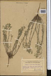 Липучка мелкоплодная (Ledeb.) Gürke, Средняя Азия и Казахстан, Западный Тянь-Шань и Каратау (M3) (Казахстан)