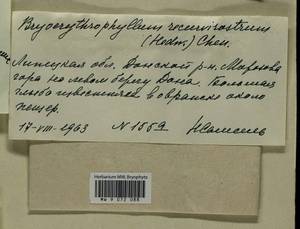 Bryoerythrophyllum recurvirostrum (Hedw.) P.C. Chen, Гербарий мохообразных, Мхи - Центральное Черноземье (B10) (Россия)