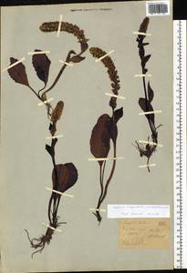 Лаготис цельнолистный (Willd.) Schischk. ex Vikulova, Сибирь, Западный (Казахстанский) Алтай (S2a) (Казахстан)