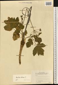 Heracleum sphondylium subsp. sibiricum (L.) Simonk., Восточная Европа, Центральный район (E4) (Россия)