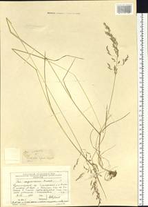 Poa pratensis subsp. pratensis, Сибирь, Центральная Сибирь (S3) (Россия)