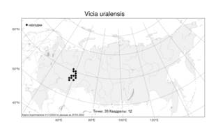 Vicia uralensis, Горошек уральский Knjaz., Kulikov & E.G.Philippov, Атлас флоры России (FLORUS) (Россия)