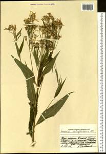 Крестовник дубравный L., Сибирь, Центральная Сибирь (S3) (Россия)