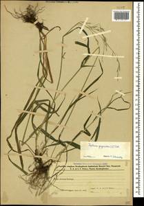Lolium giganteum (L.) Darbysh., Кавказ, Азербайджан (K6) (Азербайджан)
