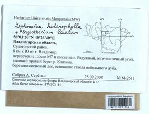 Lophocolea heterophylla (Schrad.) Dumort., Гербарий мохообразных, Мхи - Центральное Нечерноземье (B6) (Россия)