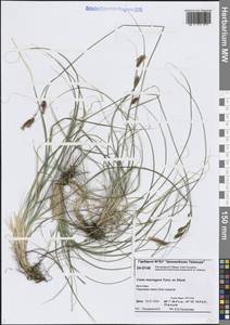 Осока каменистая, Сибирь, Центральная Сибирь (S3) (Россия)