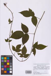 Ежевика щетинистая Waldst. & Kit., Восточная Европа, Московская область и Москва (E4a) (Россия)