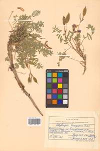 Остролодочник выставляющийся Jurtzev, Сибирь, Чукотка и Камчатка (S7) (Россия)