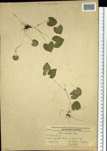 Viola hamiltoniana D. Don, Сибирь, Дальний Восток (S6) (Россия)