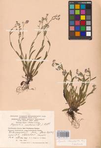 MHA 0 153 451, Myosotis alpestris subsp. suaveolens (Waldst. & Kit. ex Willd.) Strid, Восточная Европа, Восточный район (E10) (Россия)