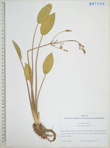 Частуха восточная (Sam.) Sam., Сибирь, Дальний Восток (S6) (Россия)