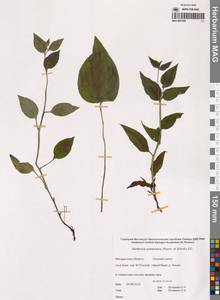 Mertensia kamczatica (Turcz.) DC., Сибирь, Чукотка и Камчатка (S7) (Россия)