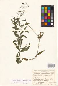 Galium physocarpum × boreale, Восточная Европа, Средневолжский район (E8) (Россия)