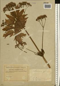 Валериана лекарственная L., Восточная Европа, Средневолжский район (E8) (Россия)