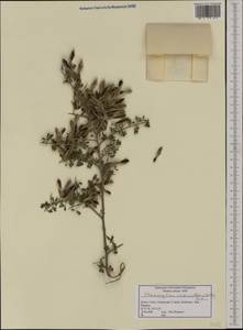 Cytisus creticus Boiss. & Heldr., Западная Европа (EUR) (Греция)