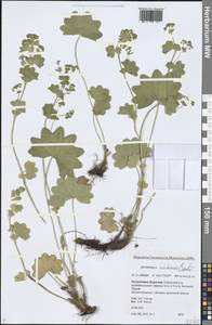 Манжетка Воротникова Czkalov, Сибирь, Прибайкалье и Забайкалье (S4) (Россия)