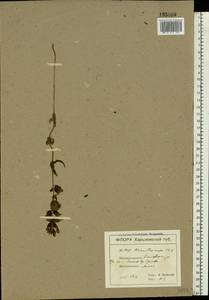 Rhinanthus serotinus var. vernalis (N. W. Zinger) Janch., Восточная Европа, Северо-Украинский район (E11) (Украина)