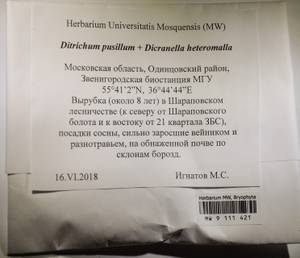 MW 9 111 421, Ditrichum pusillum (Hedw.) Hampe, Гербарий мохообразных, Мхи - Москва и Московская область (B6a) (Россия)