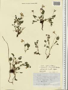 Viola ×kiliensis E. H. L. Krause, Восточная Европа, Центральный район (E4) (Россия)