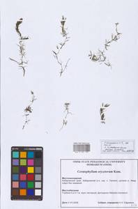 Ceratophyllum oryzetorum Kom., Сибирь, Дальний Восток (S6) (Россия)
