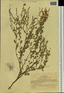 Курчавка кустарниковая (L.) Eversm., Сибирь, Западный (Казахстанский) Алтай (S2a) (Казахстан)