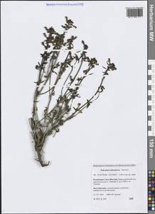 Мытник лабрадорский Wirsing, Сибирь, Якутия (S5) (Россия)