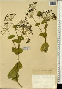 Smyrnium connatum Boiss. & Kotschy, Зарубежная Азия (ASIA) (Турция)