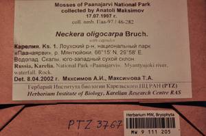 MW 9 111 205, Neckera oligocarpa Bruch, Гербарий мохообразных, Мхи - Карелия, Ленинградская и Мурманская области (B4) (Россия)